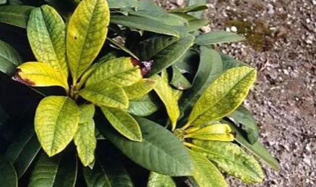 Rhododendron: diseases and treatment, photo