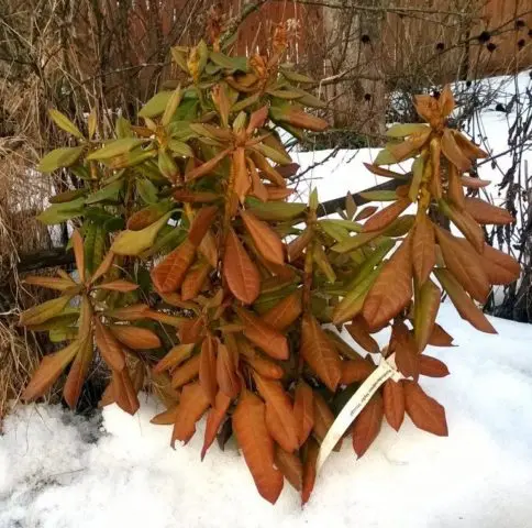 Rhododendron: diseases and treatment, photo