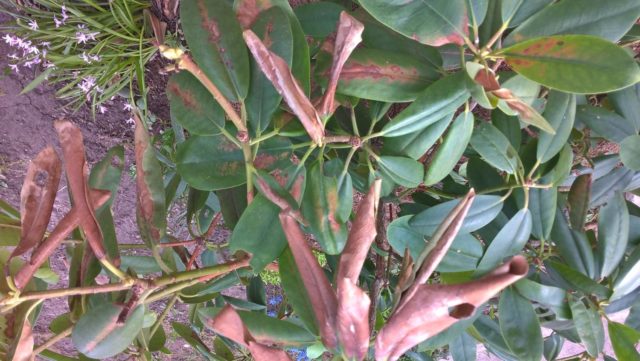 Rhododendron: diseases and treatment, photo