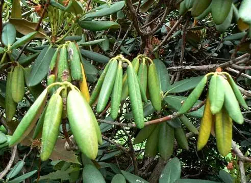 Rhododendron: diseases and treatment, photo