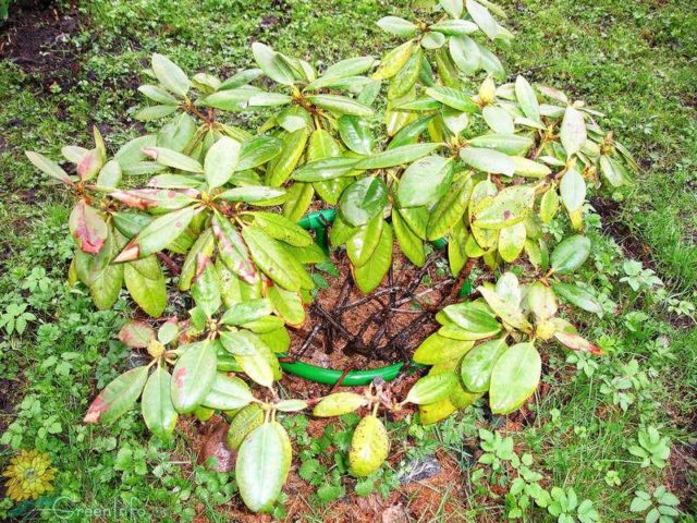 Rhododendron: diseases and treatment, photo