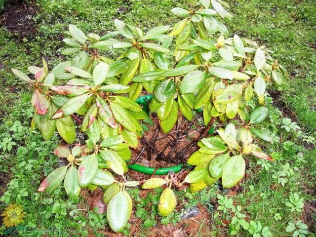 Rhododendron: diseases and treatment, photo