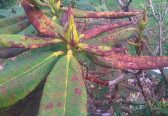 Rhododendron: diseases and treatment, photo