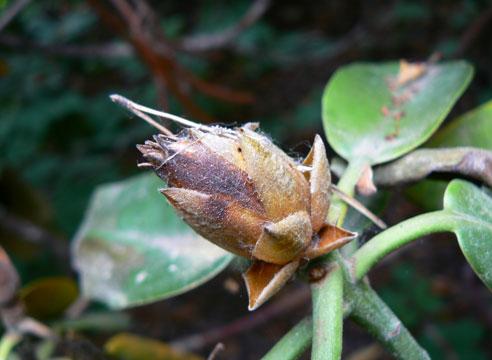 Rhododendron: diseases and treatment, photo