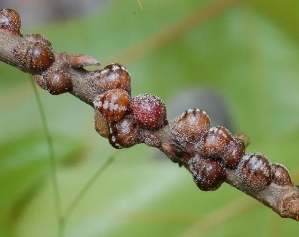 Rhododendron: diseases and treatment, photo