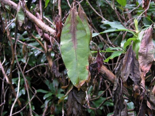 Rhododendron: diseases and treatment, photo