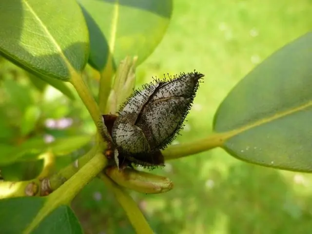 Rhododendron: diseases and treatment, photo