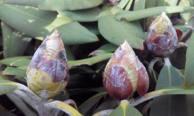 Rhododendron: diseases and treatment, photo