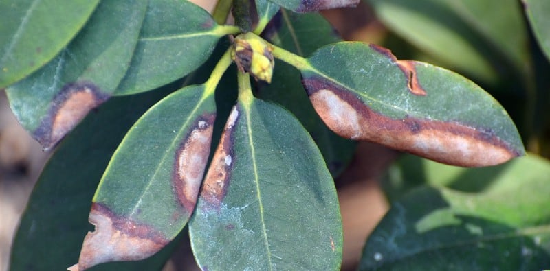 Rhododendron: diseases and treatment, photo