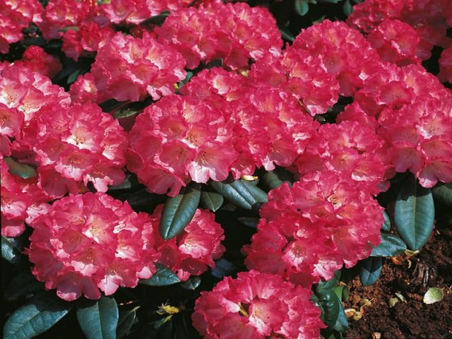 Rhododendron Fiction: planting and care, winter hardiness, photo