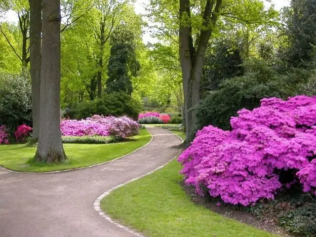 Rhododendron Fiction: planting and care, winter hardiness, photo