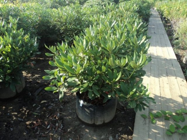 Rhododendron Fiction: planting and care, winter hardiness, photo