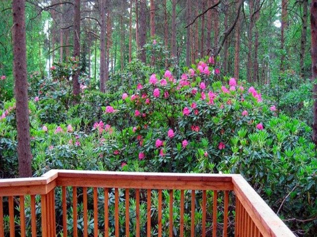 Rhododendron Fiction: planting and care, winter hardiness, photo