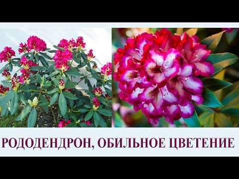 Rhododendron Fiction: planting and care, winter hardiness, photo