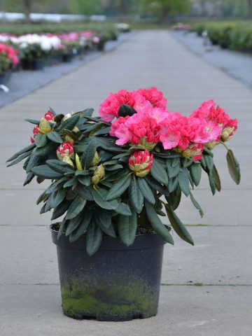 Rhododendron Fiction: planting and care, winter hardiness, photo