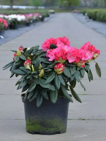 Rhododendron Fiction: planting and care, winter hardiness, photo