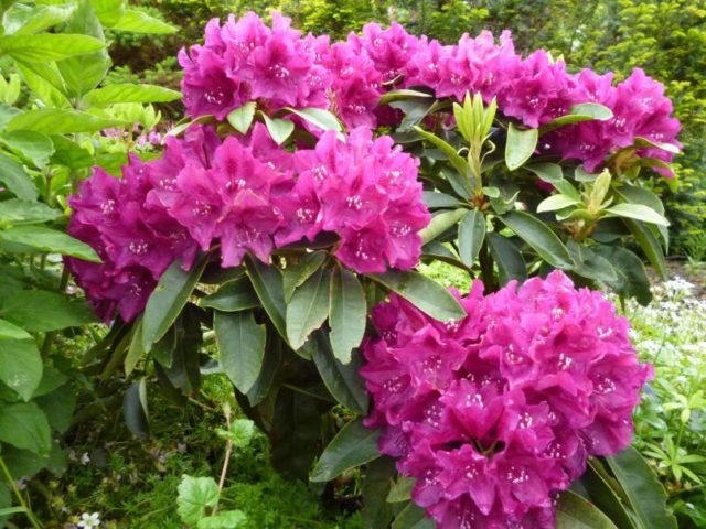 Rhododendron: frost-resistant varieties with photos