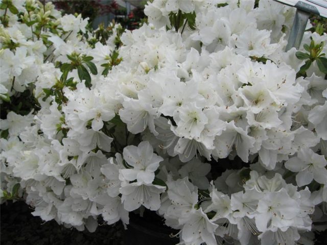 Rhododendron: frost-resistant varieties with photos