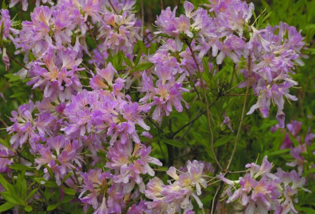 Rhododendron: frost-resistant varieties with photos