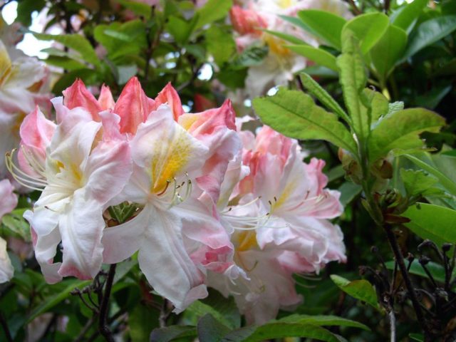 Rhododendron: frost-resistant varieties with photos