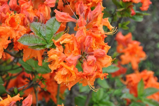 Rhododendron: frost-resistant varieties with photos