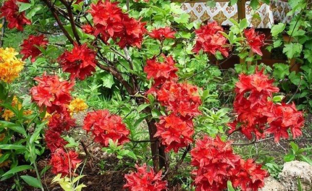 Rhododendron: frost-resistant varieties with photos