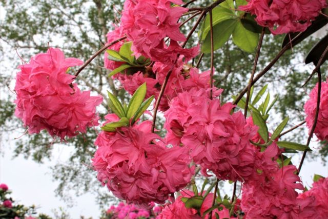 Rhododendron: frost-resistant varieties with photos