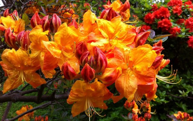 Rhododendron: frost-resistant varieties with photos