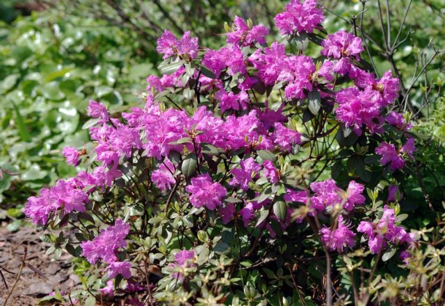 Rhododendron: frost-resistant varieties with photos