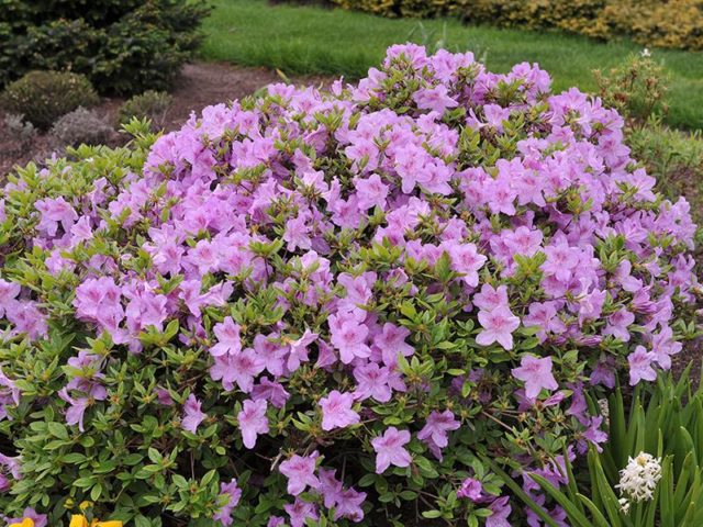 Rhododendron: frost-resistant varieties with photos