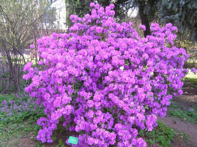 Rhododendron: frost-resistant varieties with photos