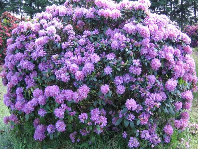 Rhododendron: frost-resistant varieties with photos