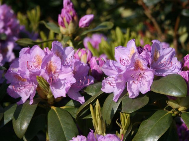 Rhododendron: frost-resistant varieties with photos