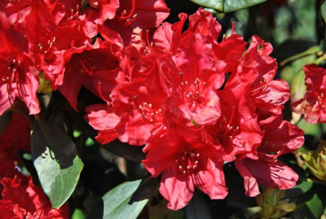 Rhododendron: frost-resistant varieties with photos