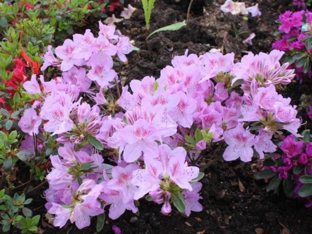 Rhododendron: frost-resistant varieties with photos