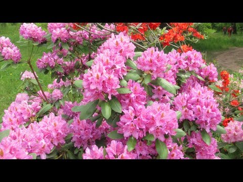 Rhododendron: frost-resistant varieties with photos