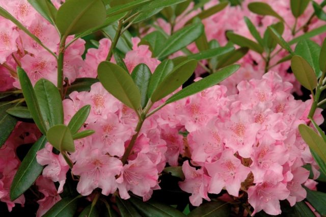 Rhododendron: frost-resistant varieties with photos