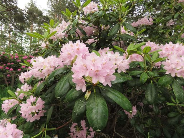 Rhododendron: frost-resistant varieties with photos