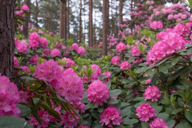 Rhododendron: frost-resistant varieties with photos