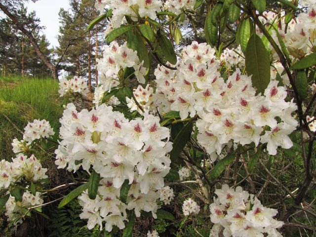 Rhododendron: frost-resistant varieties with photos