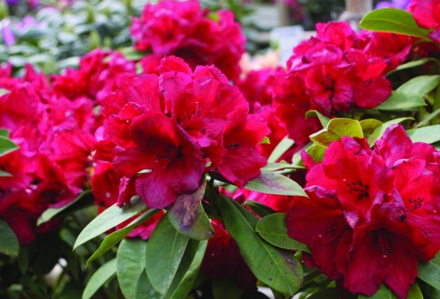 Rhododendron: frost-resistant varieties with photos