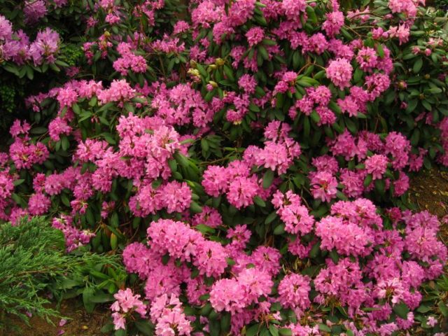 Rhododendron: frost-resistant varieties with photos