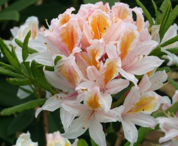 Rhododendron: frost-resistant varieties with photos