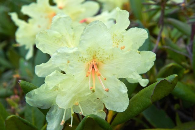 Rhododendron golden (kashkara): what is useful, properties, cultivation