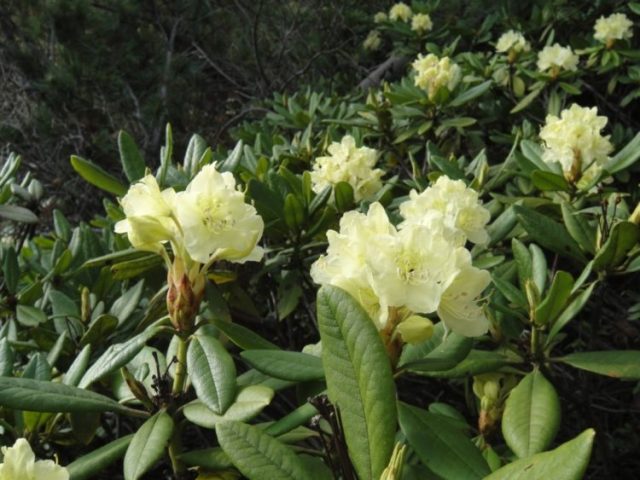 Rhododendron golden (kashkara): what is useful, properties, cultivation