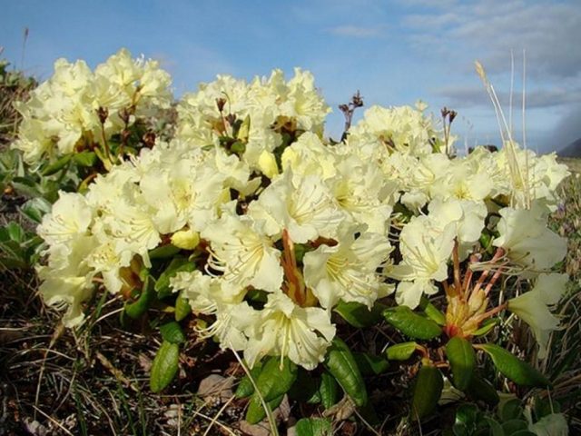 Rhododendron golden (kashkara): what is useful, properties, cultivation