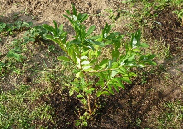 Rhododendron golden (kashkara): what is useful, properties, cultivation