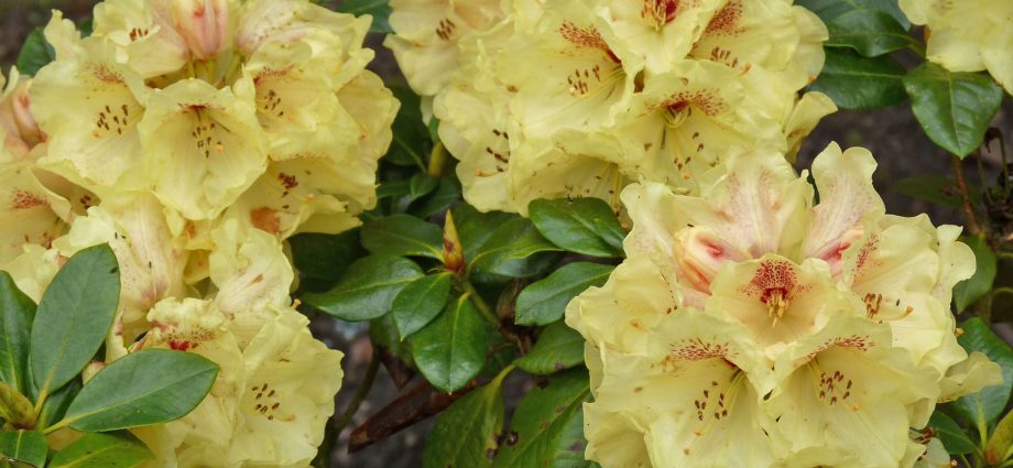 Rhododendron golden (kashkara): what is useful, properties, cultivation