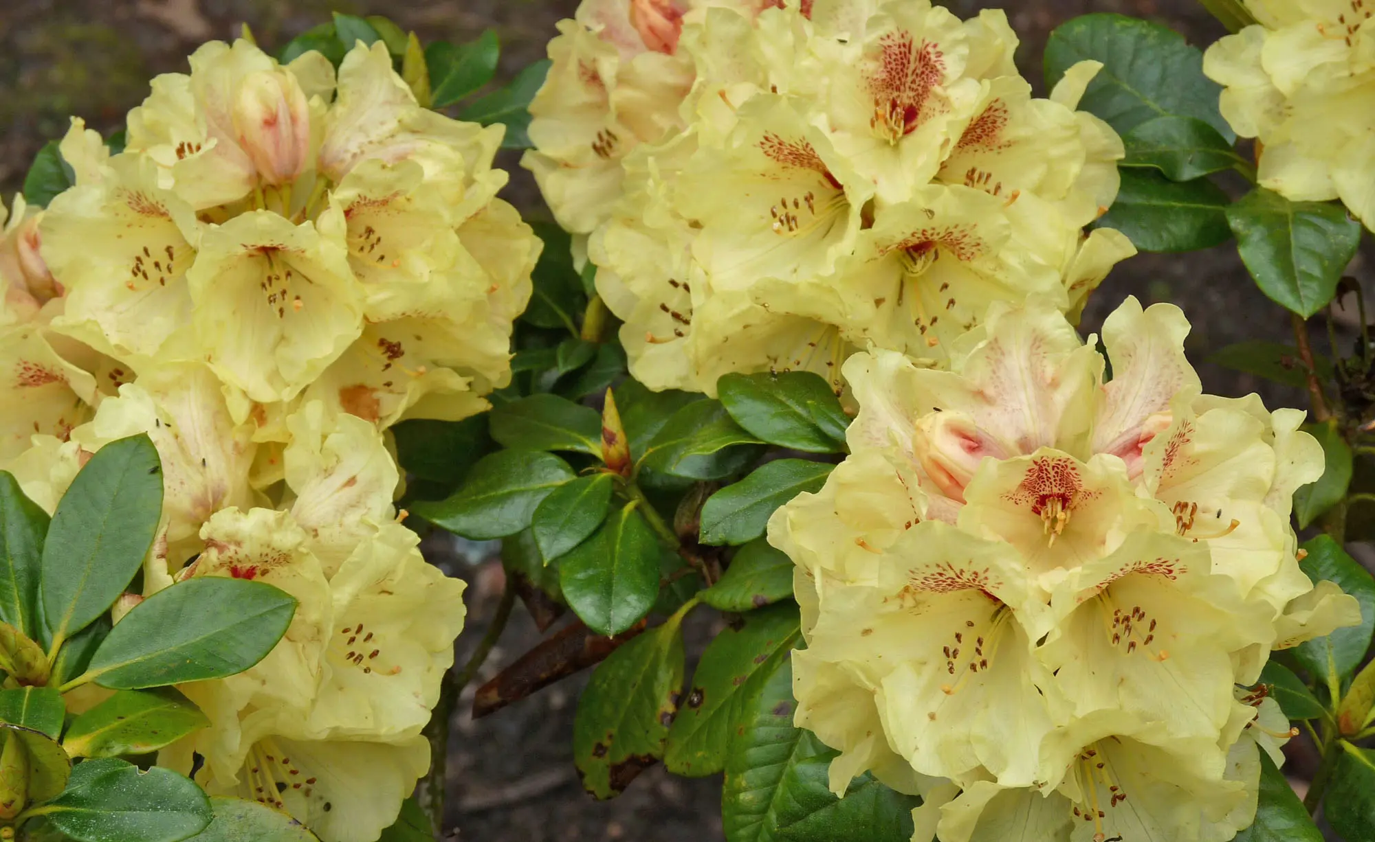 Rhododendron golden (kashkara): what is useful, properties, cultivation