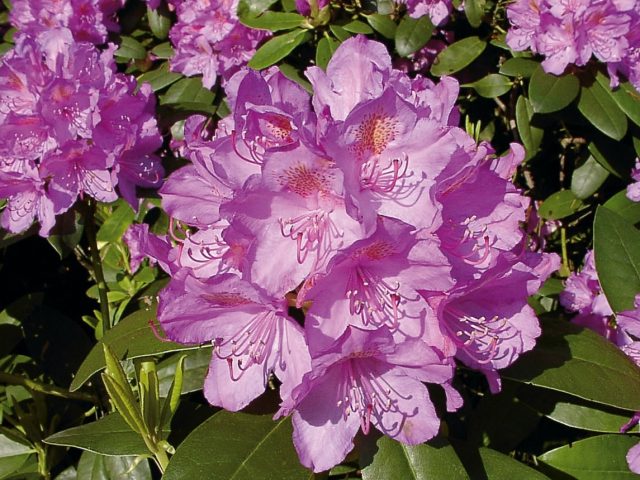 Rhododendron Grandiflorum: description, winter hardiness, planting and care